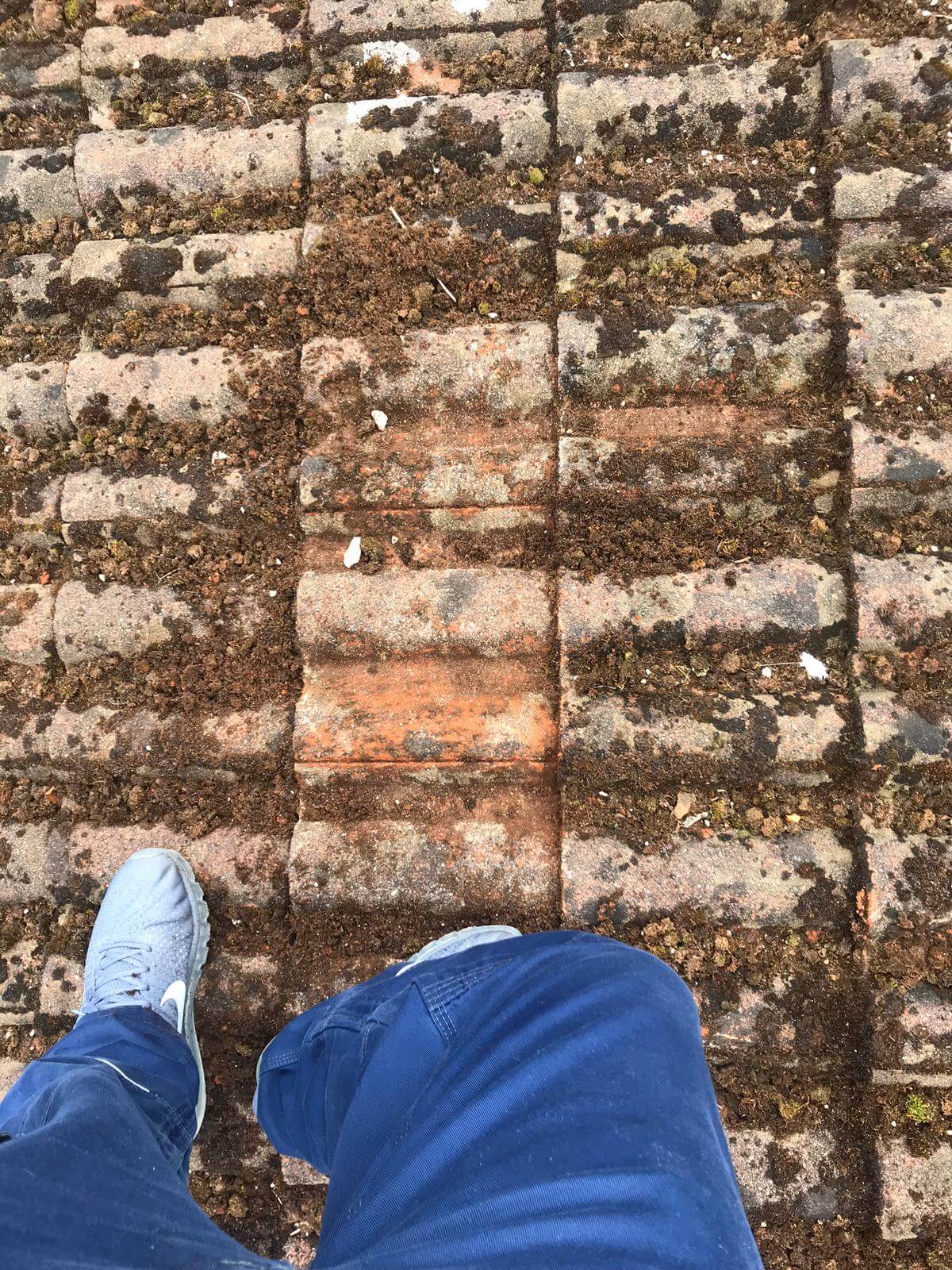 Moss Removal from Exterior Cleaning Services Ltd